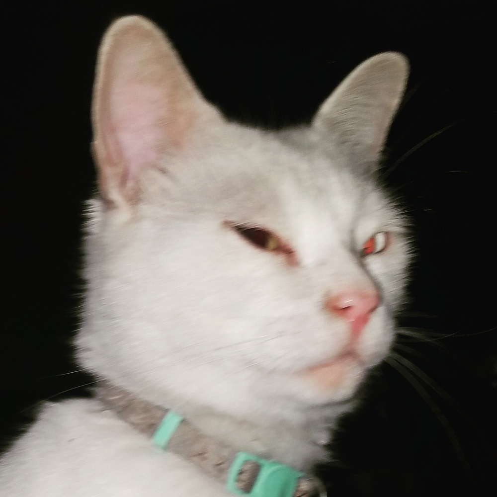 Meet your Posher, Tori